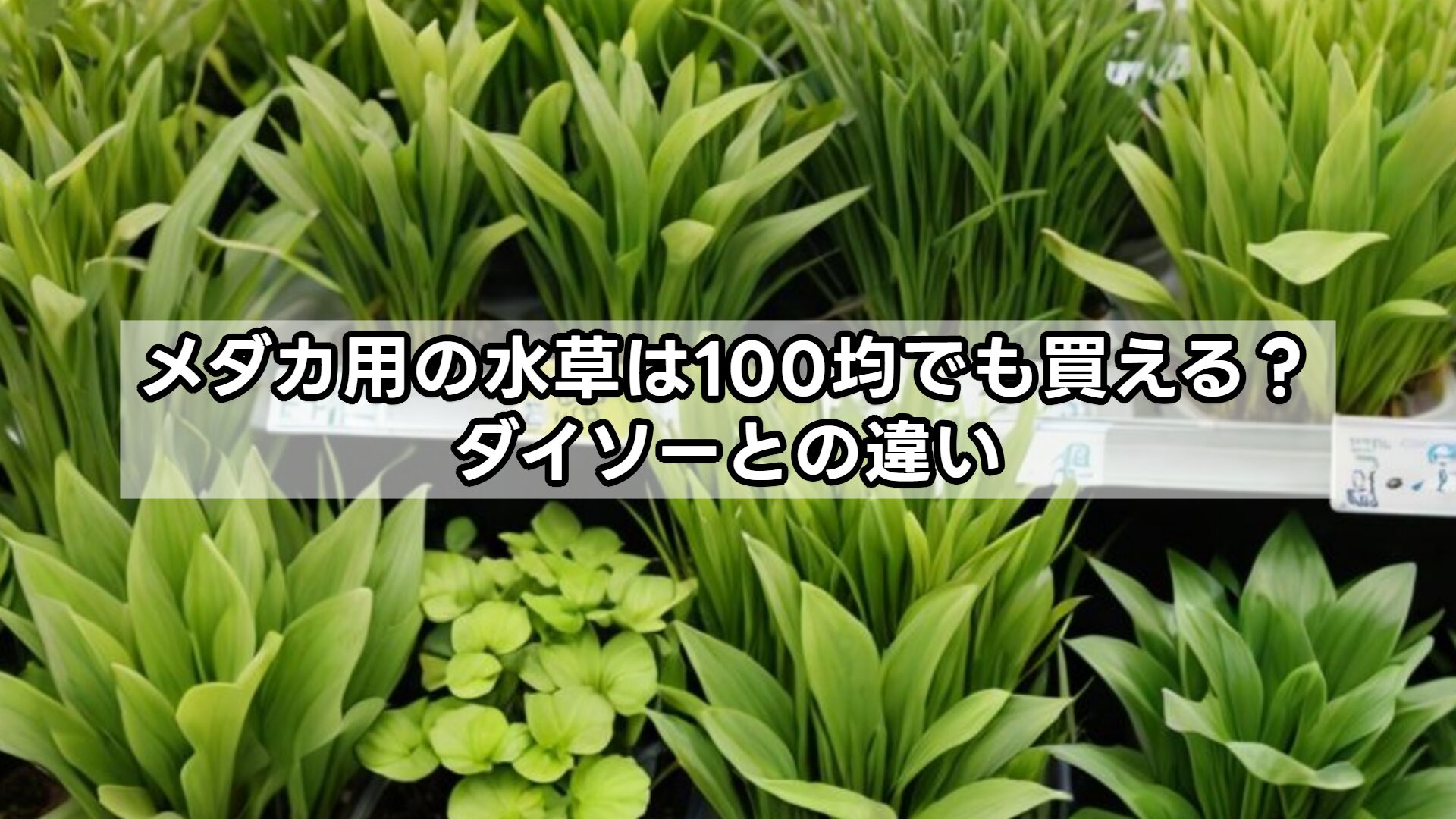 メダカ用の水草は100均でも買える？ダイソーとの違い