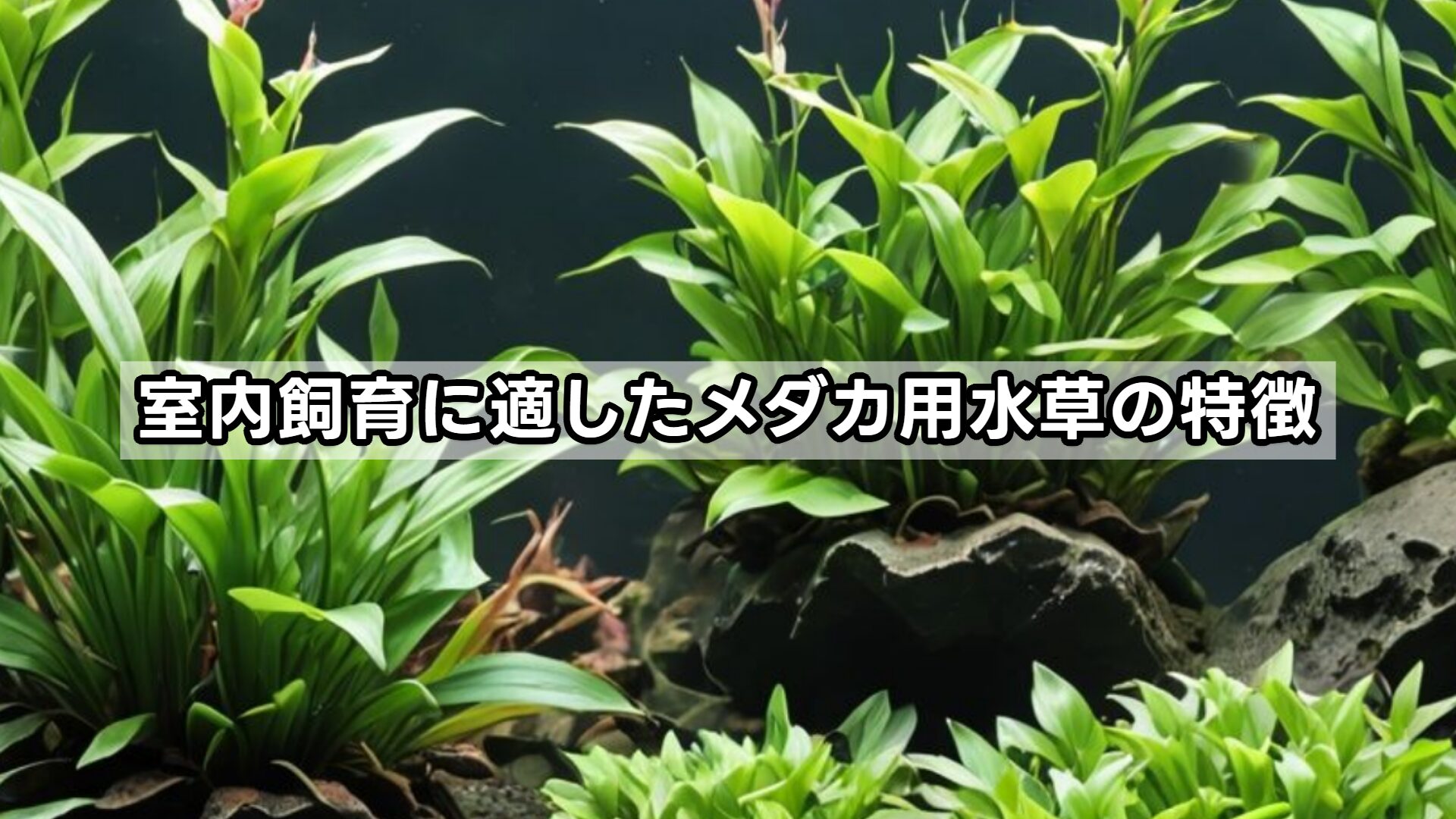 室内飼育に適したメダカ用水草の特徴