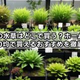 メダカの水草はどこで買う?ホームセンターや100均で買えるおすすめを徹底解説!