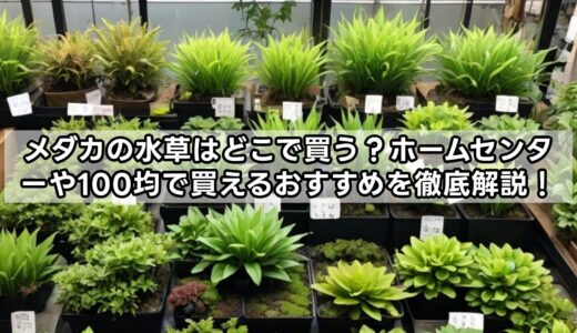 メダカの水草はどこで買う？ホームセンターや100均で買えるおすすめを徹底解説！