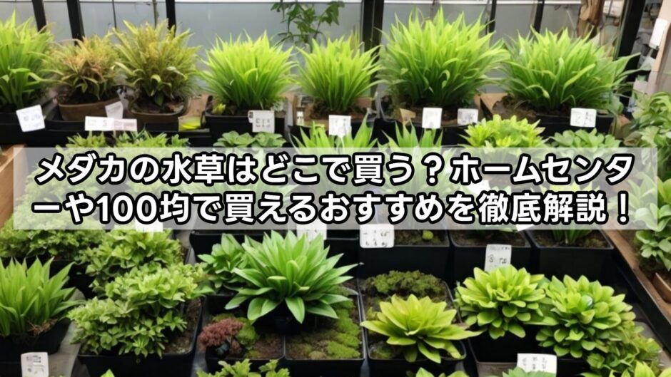 メダカの水草はどこで買う？ホームセンターや100均で買えるおすすめを徹底解説！