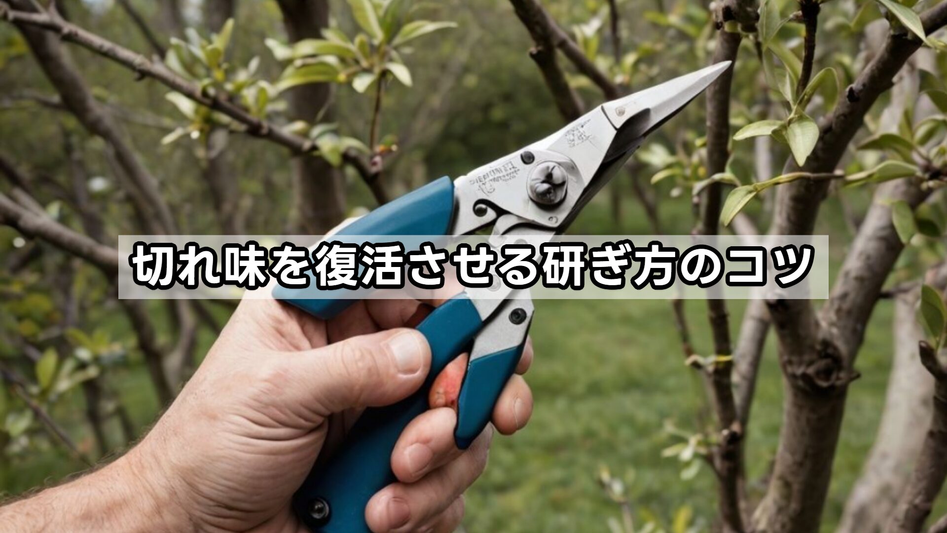 切れ味を復活させる研ぎ方のコツ