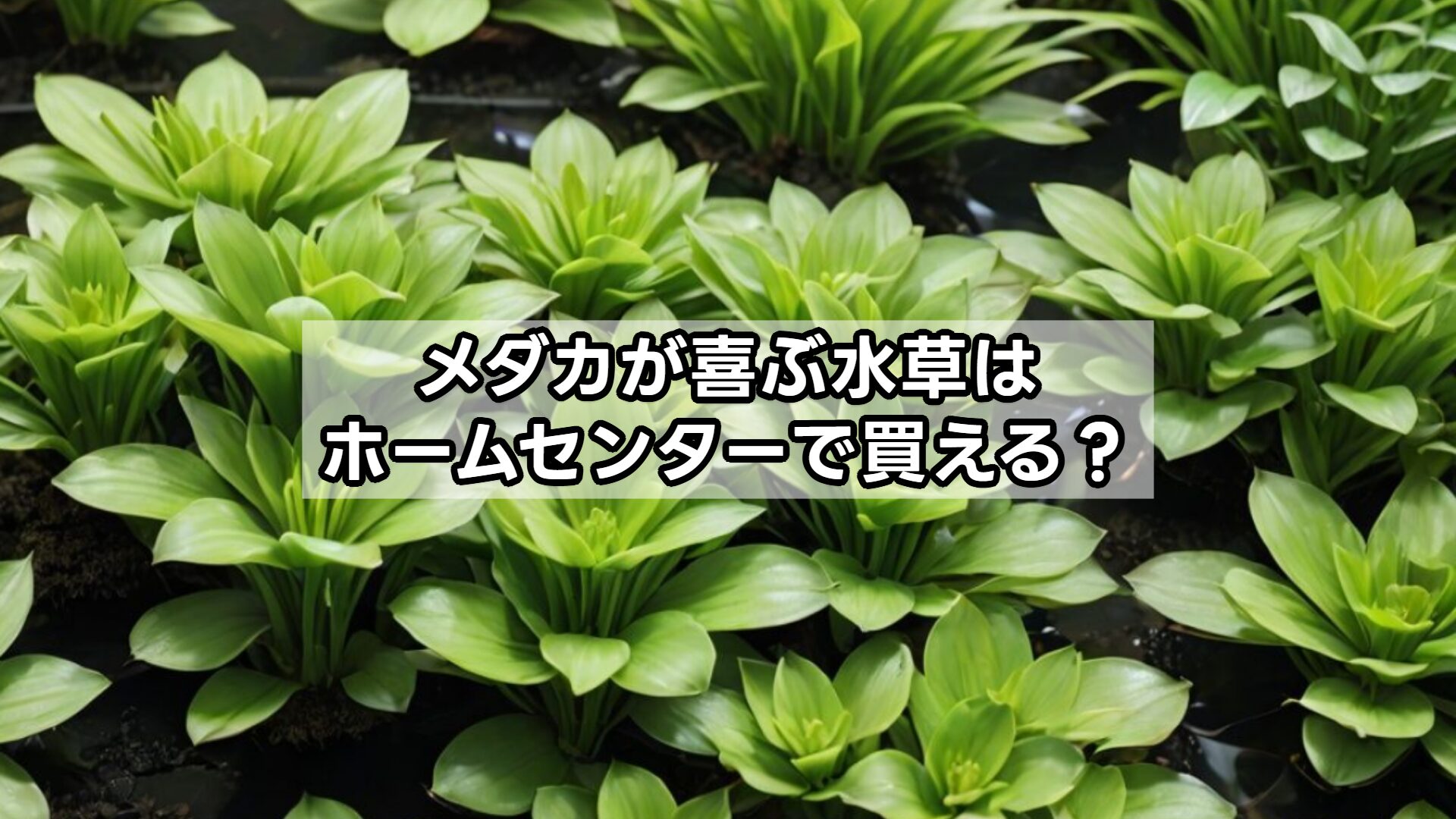 メダカが喜ぶ水草はホームセンターで買える？