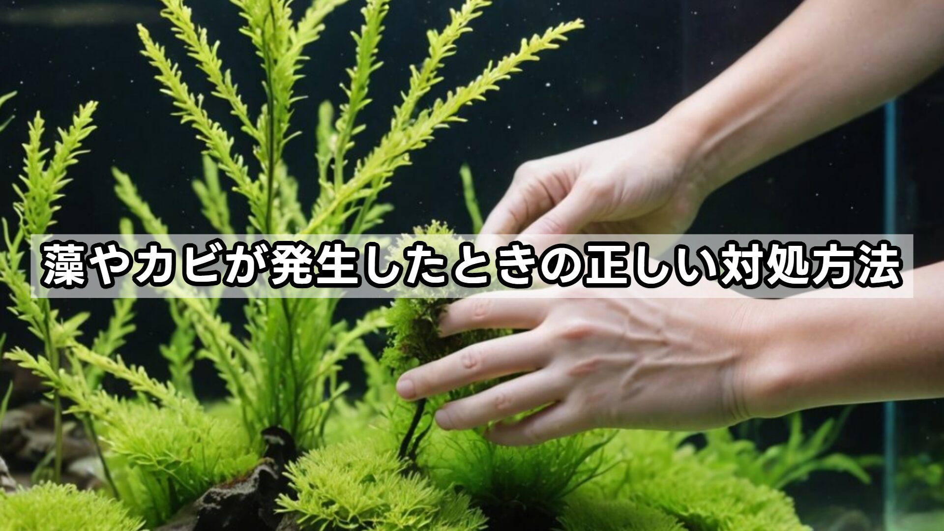 藻やカビが発生したときの正しい対処方法