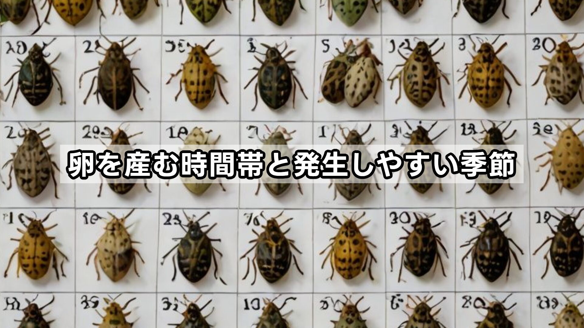 卵を産む時間帯と発生しやすい季節