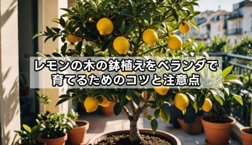 レモンの木の鉢植えをベランダで育てるためのコツと注意点