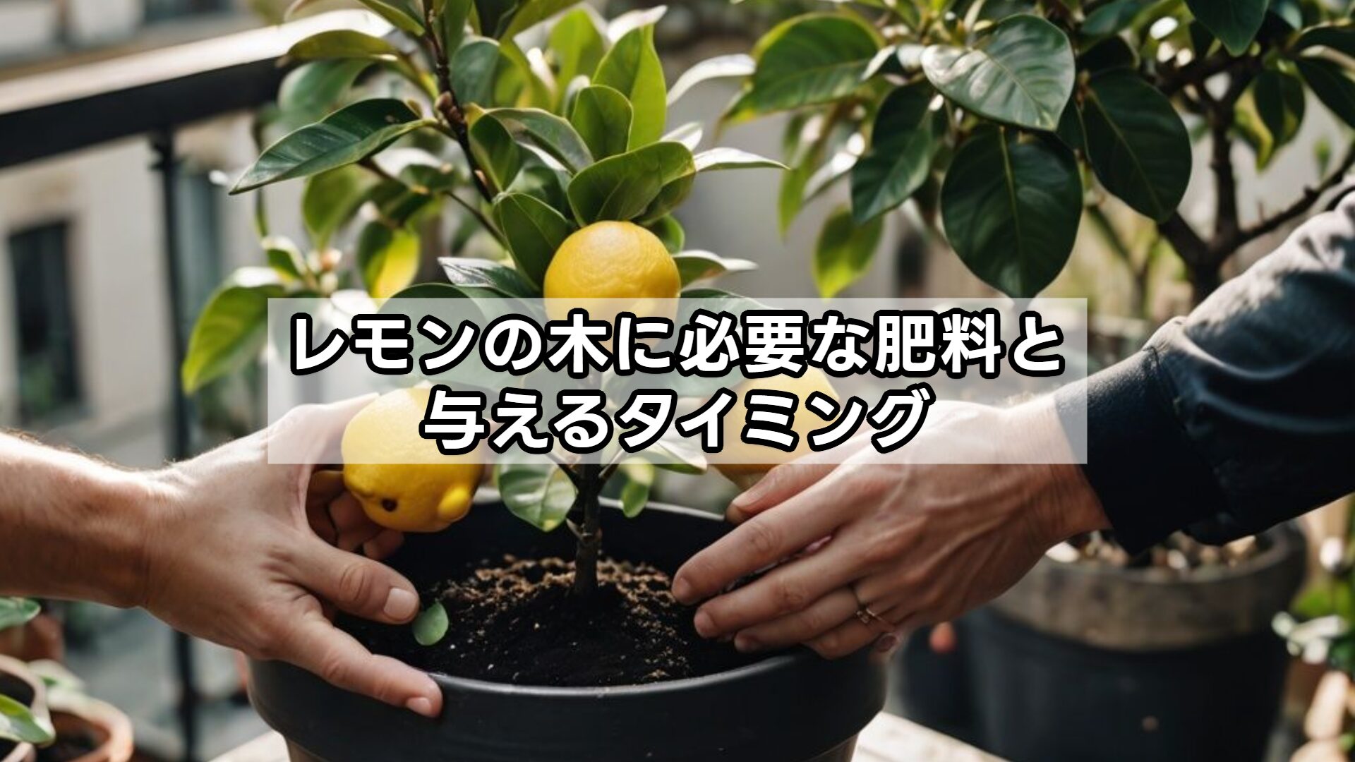 レモンの木に必要な肥料と与えるタイミング