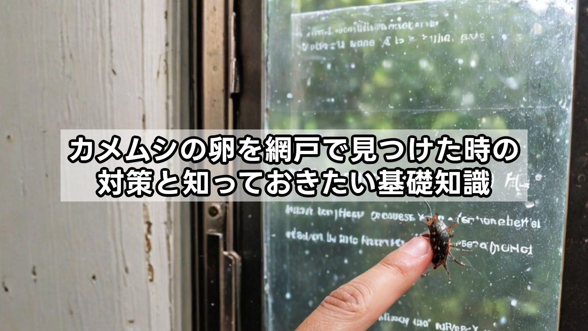 カメムシの卵を網戸で見つけた時の対策と知っておきたい基礎知識