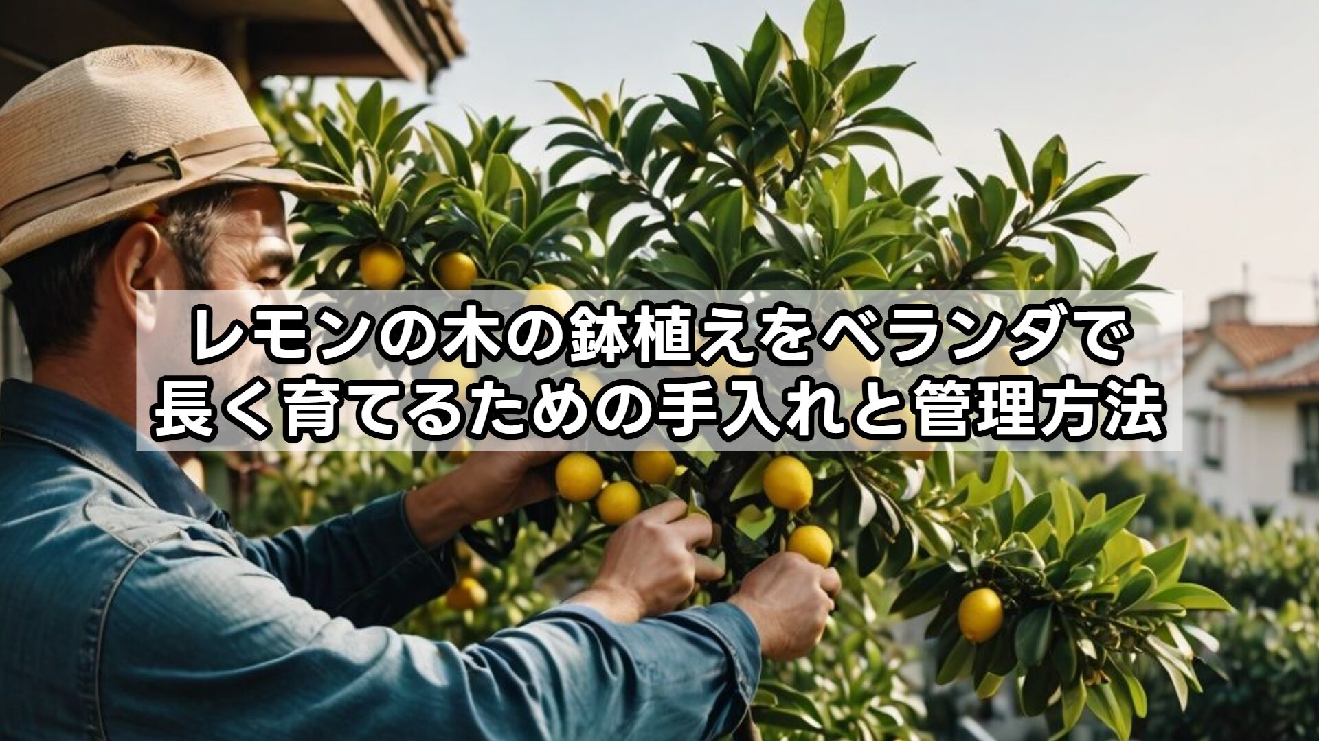 レモンの木の鉢植えをベランダで長く育てるための手入れと管理方法