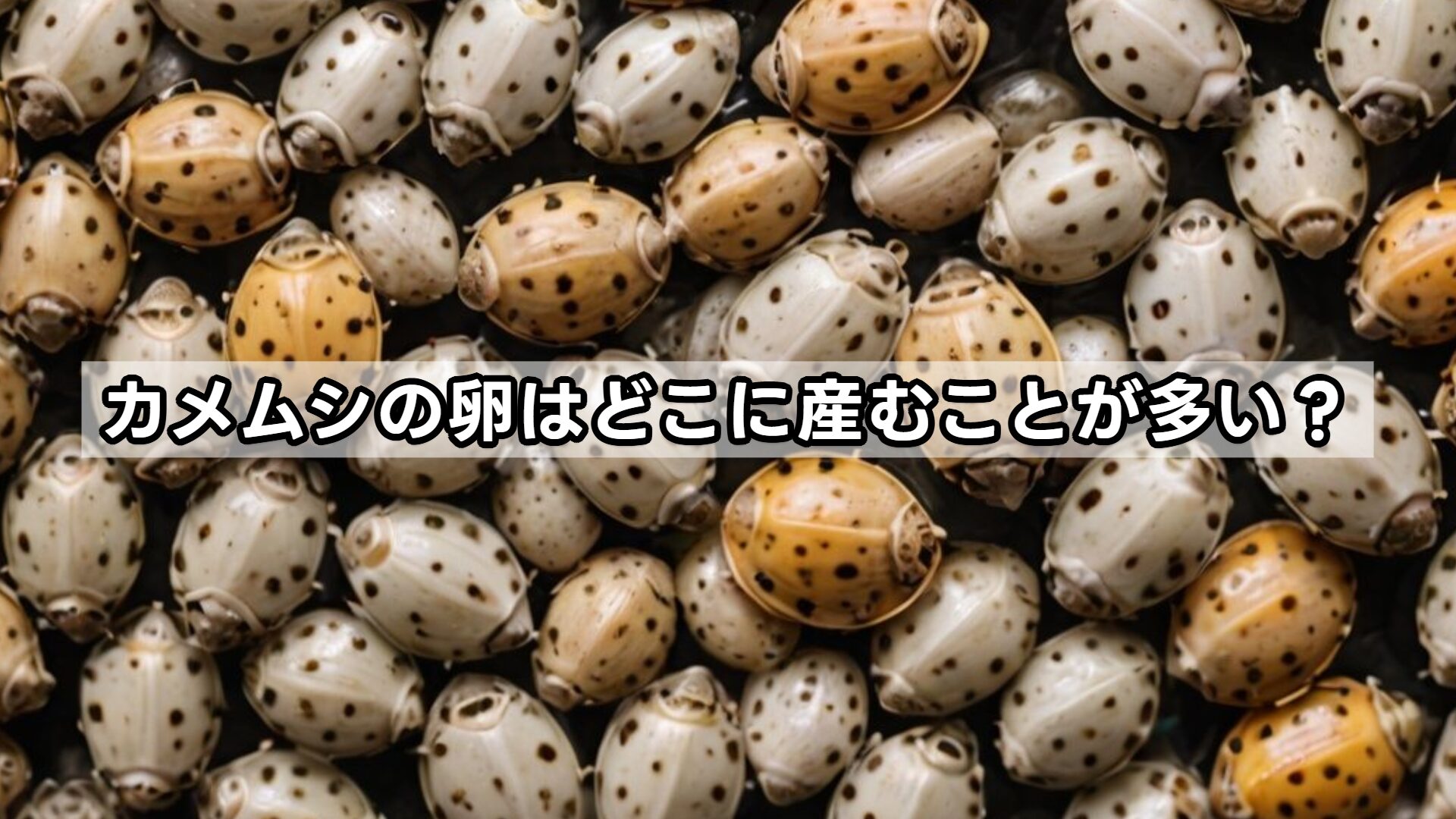 カメムシの卵はどこに産むことが多い？