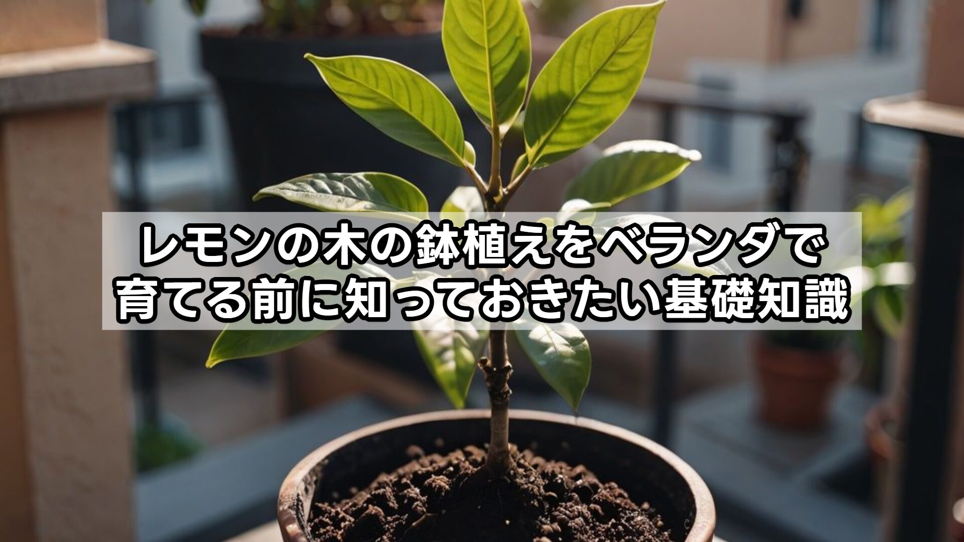 レモンの木の鉢植えをベランダで育てる前に知っておきたい基礎知識