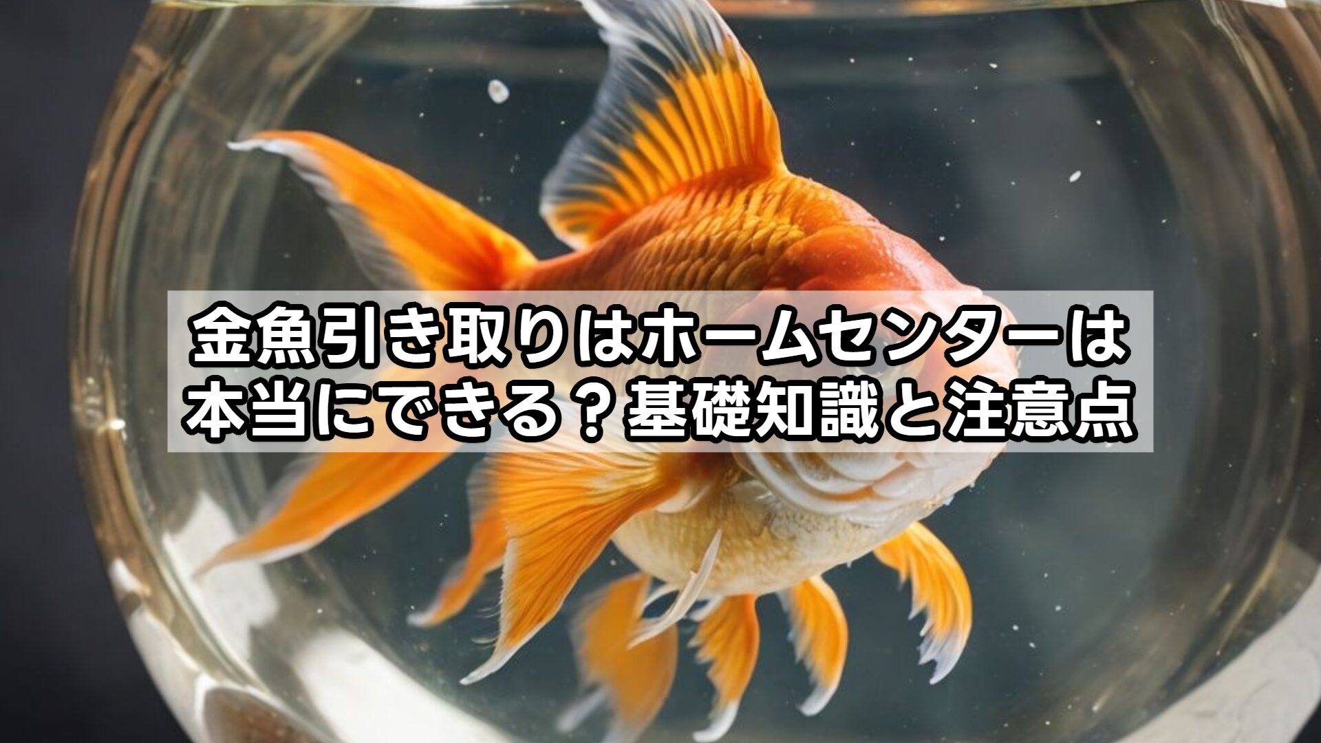 金魚引き取りはホームセンターは本当にできる？基礎知識と注意点