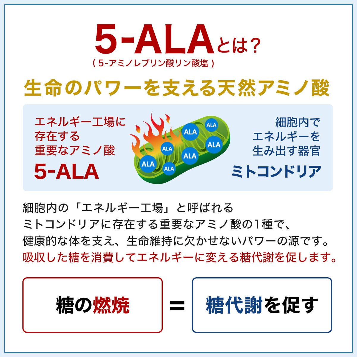 5-ALA(5-アミノレブリン酸)の説明